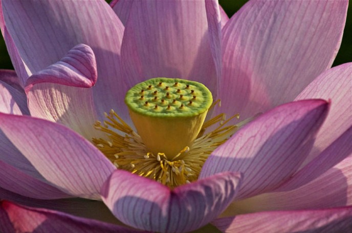 Pink Lotus Heart